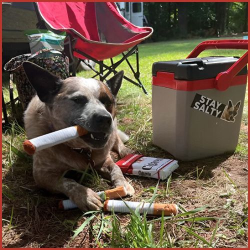 jouet-pour-chien_en-paquet-de-cigarette-avec-couinement-parc