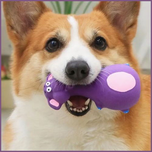 jouet-pour-chien_grincant-pour-petite-et-moyenne-taille-violet