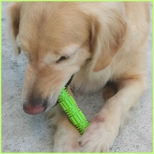 jouet-pour_chien-indestructible_friandise-et-hygiène-dentaire-vert