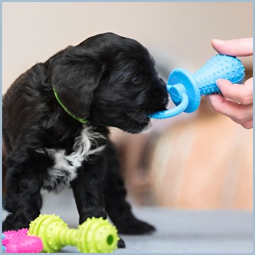 jouet-pour-chien-indestructible_spécial-dentition-bleu