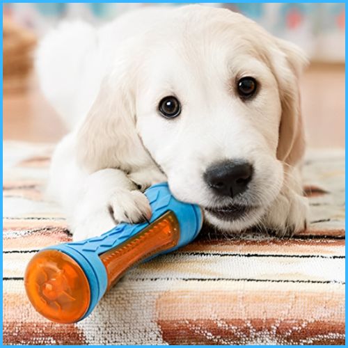 jouet-pour-chien_baton