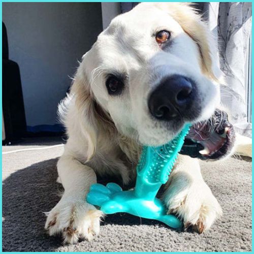 jouet-pour-chiens-hygiène-dentaire-turquoise