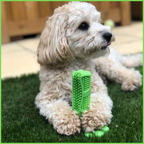 jouet-pour-chiens_hygiène-dentaire-vert-clair
