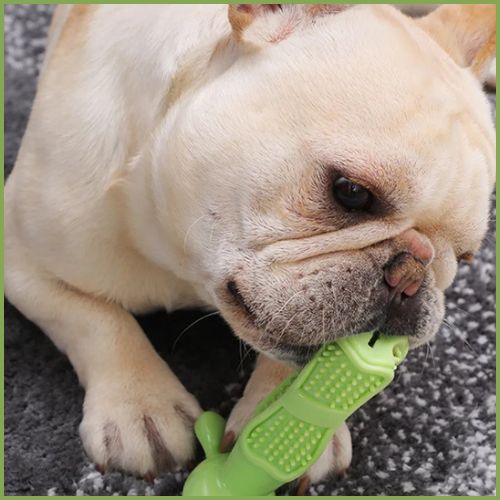 jouet-pour-chiens_hygiène-dentaire-vert