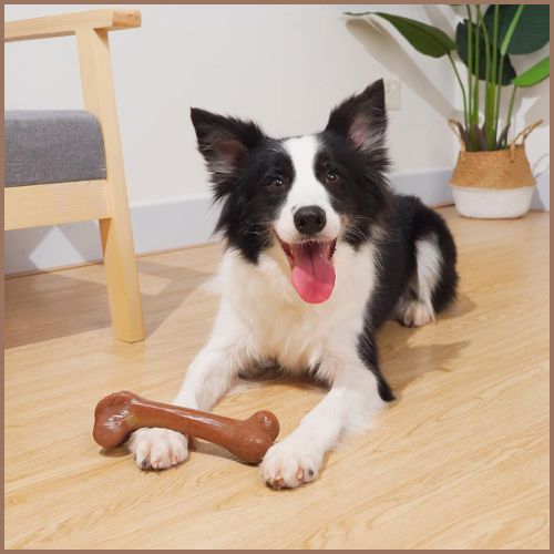 Jouet pour chiens |Os ÉcoloMax