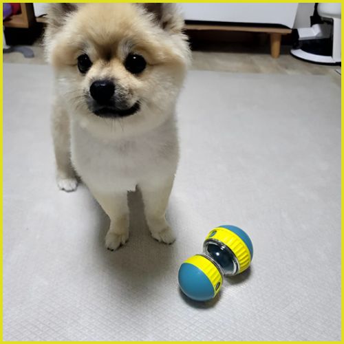 Jouets-pour-chiens_distributeurs-de-friandises-jaune