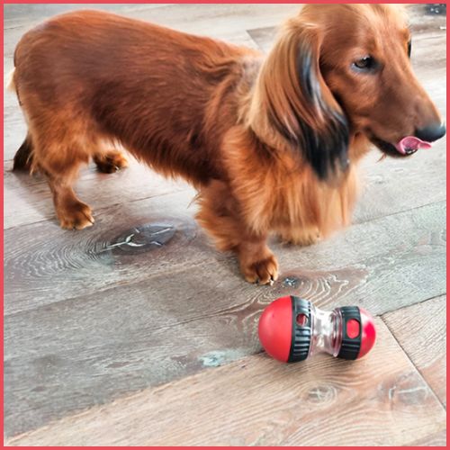 Jouets-pour-chiens_distributeurs-de-friandises-noir