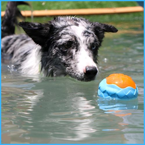 jouets-pour-chiens-flottants-pack-de-3_balle