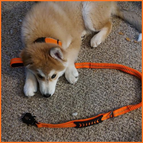 laisse-chien-2-en-1-anti-traction-et-sécurité-voiture_orange