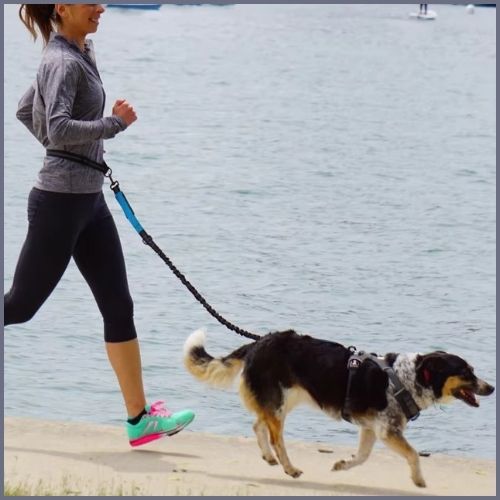 laisse-chien-main-libre-avec-ceinture-réglable-pour-course-bleu