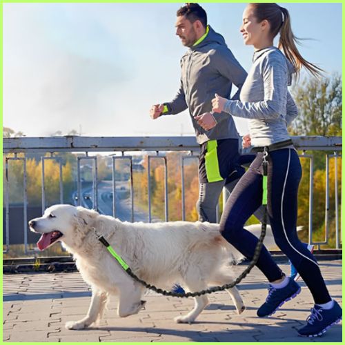 laisse-chien-main-libre-avec-ceinture-réglable-pour-course