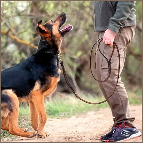 laisse-de-chien_dresseur