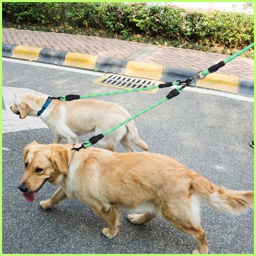 laisse-double-pour-chien_zéro-enchevêtrement-vert