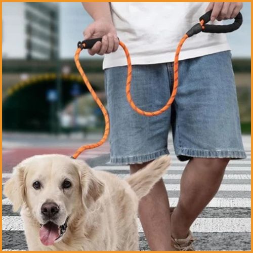 laisse-lasso_chien-ajustable-pour-promenades-et-dressage-orange