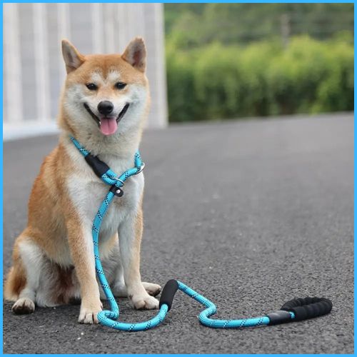 laisse-lasso-chien-ajustable-pour-promenades-et-dressage-bleu