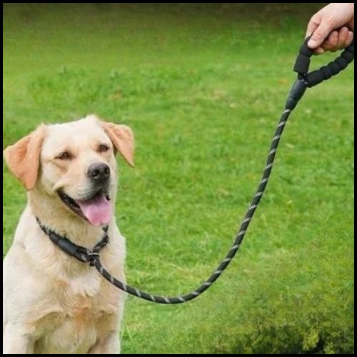laisse-lasso_chien-ajustable-pour-promenades-et-dressage-noir