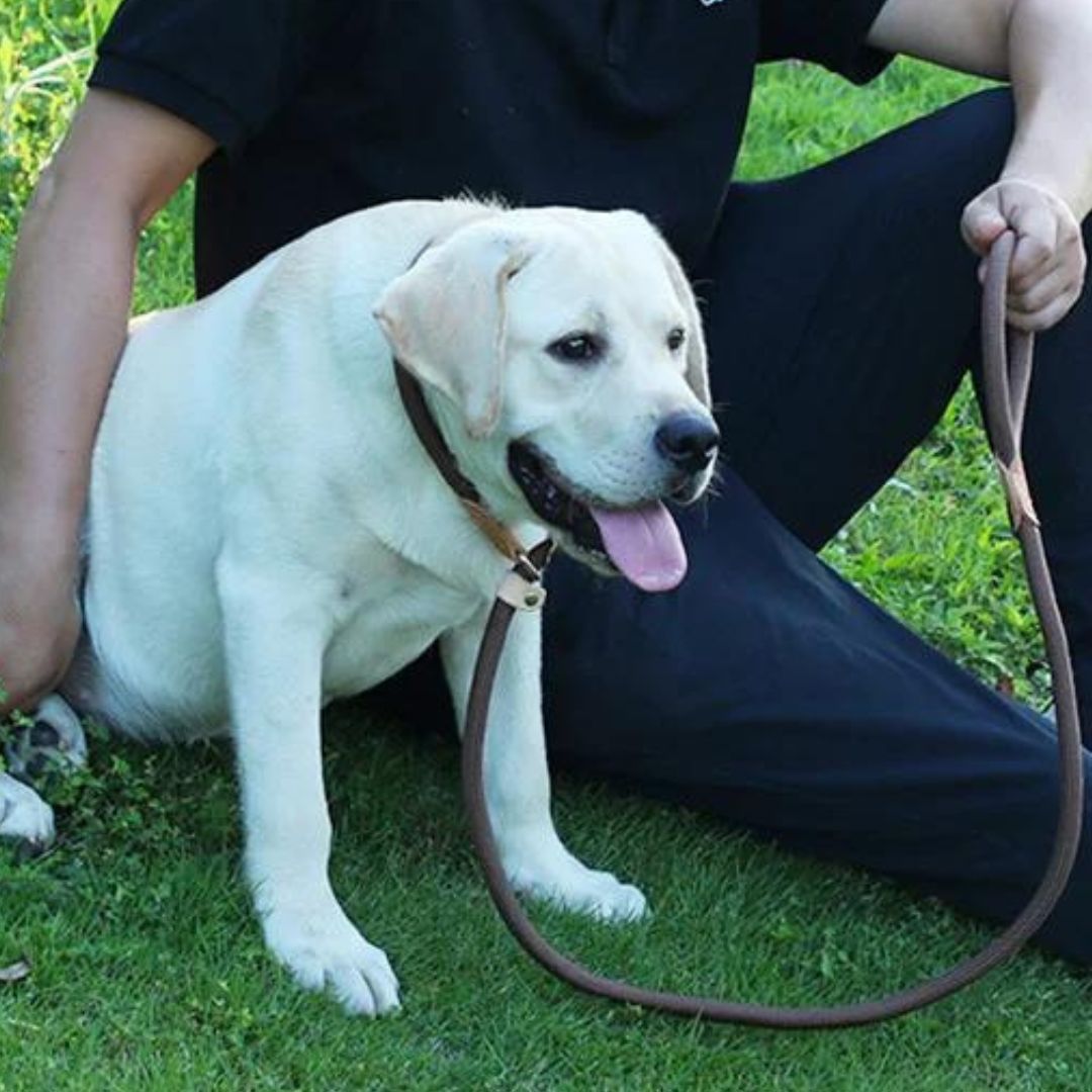 laisse-lasso-forte-traction-pour-chiens-puissants-marron