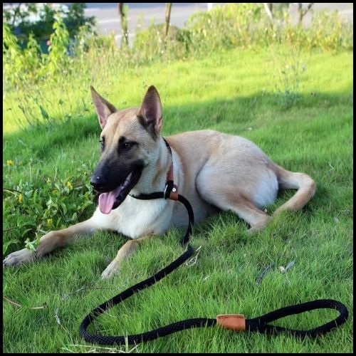 laisse-lasso-forte-traction-pour-chiens-puissants-noir