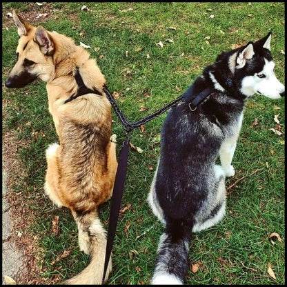 laisse_double-pour-chien_anti-traction-ultra-résistante-husky