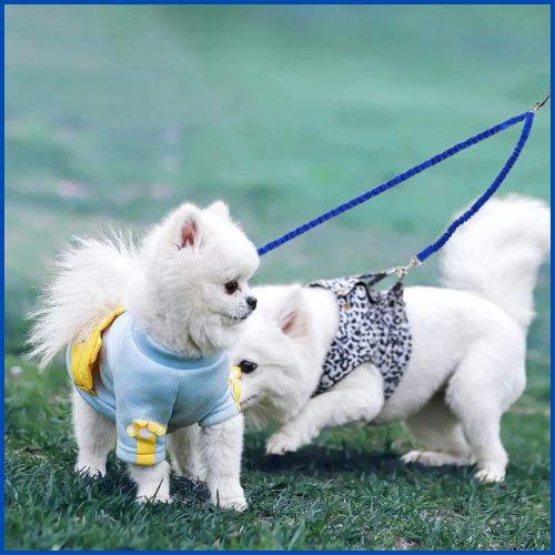 laisse_double_pour-chien-anti-traction-ultra-résistante-bleu