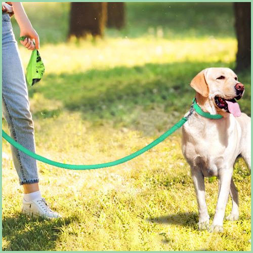 laisse_pour-chien_nylon-résistant-et-couture-réfléchissante-vert