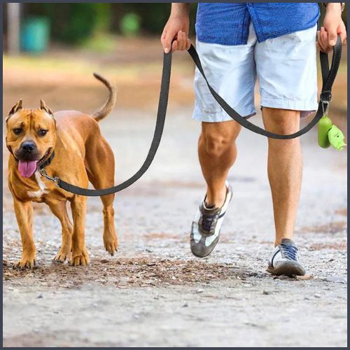 laisse_pour_chien-nylon-résistant-et-couture-réfléchissante-noir