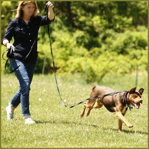 longe-chien_5-m-balade