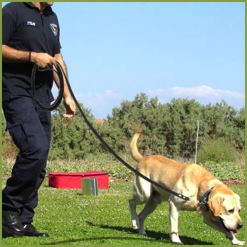 longe-chien-5-m-noir-parcours