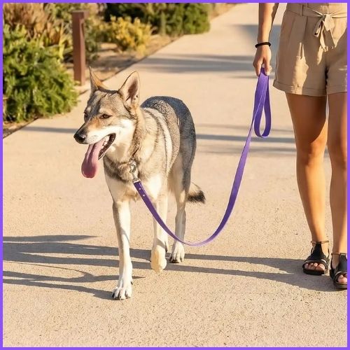 longe-chien-biothane-resistante-et-impermeable-violet