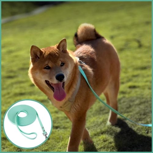 longe-chien-biothane-shiba
