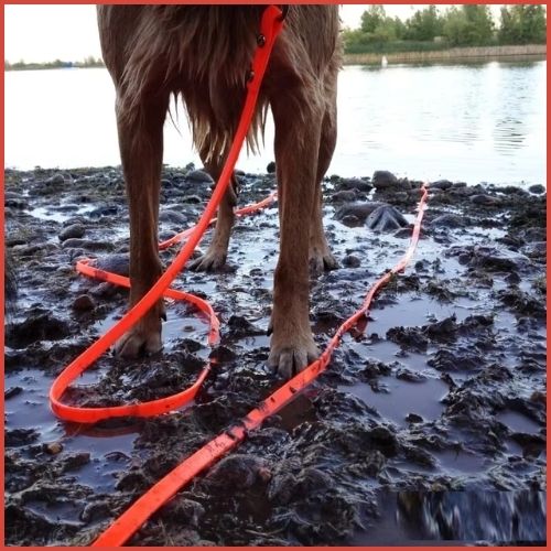 longe-chien_biothane-orange