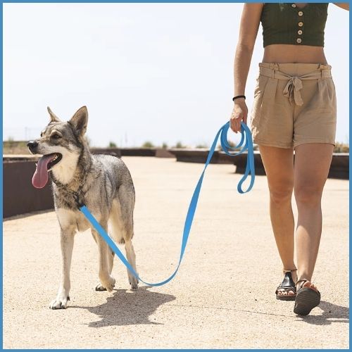 longe-chien_biothane-bleu