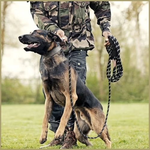 longe-pour-chien-20-m-entrainemet