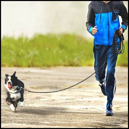 longe-pour-chien_20-m-exercice