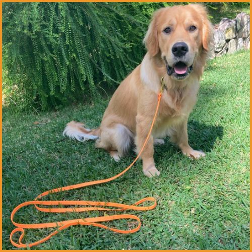 longe-pour-chien_labrador