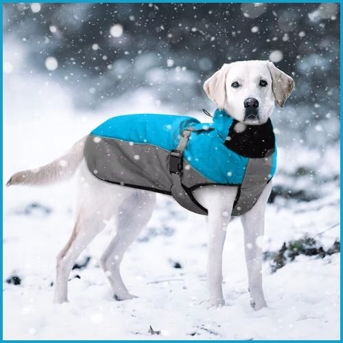 manteau-chien-hiver_imperméable-bleu