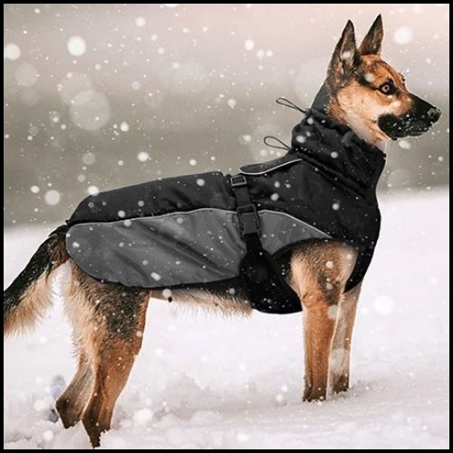 manteau-chien-hiver_imperméable-noir