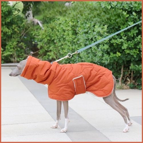 manteau-chien-hiver_pour-lévrier-orange