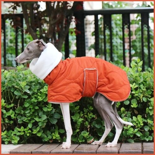 manteau-chien-hiver_pour-lévrier