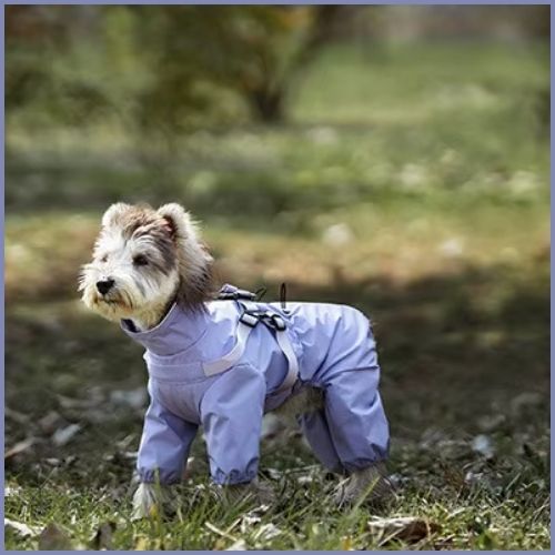 manteau-imperméable-pour-chien_avec-harnais-intégré-turquoise