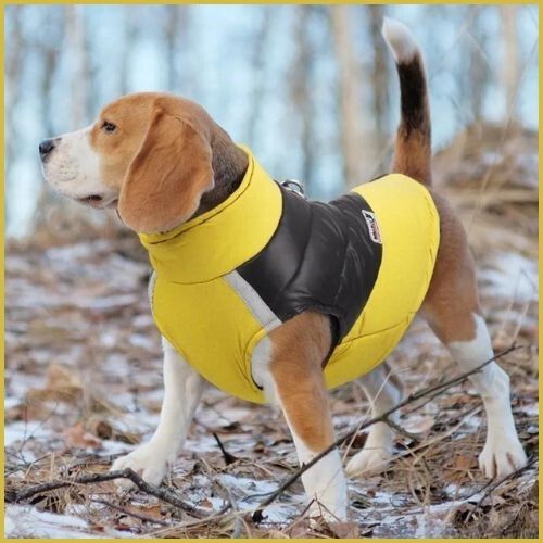 manteau-imperméable-pour-chien_grand-taille-jaune