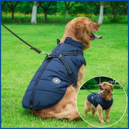 manteau-pour-chien-avec-harnais-intégré-bleu