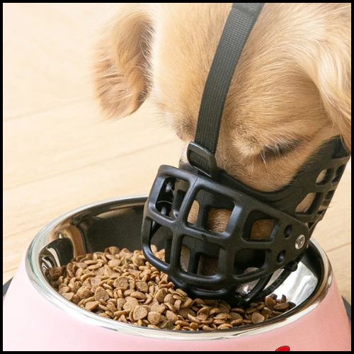 muselière-chien_sangles