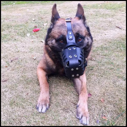 muselière-en-cuir_pour-malinois-parc
