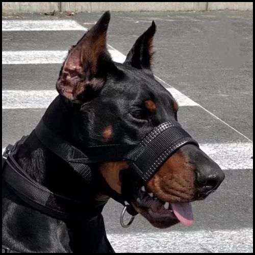 Muselière-pour-chien-à-sangle-avec-attache-pour-laisse-doberman