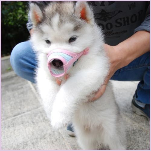 Museliere-pour-chien-panier-petite-taille-rose