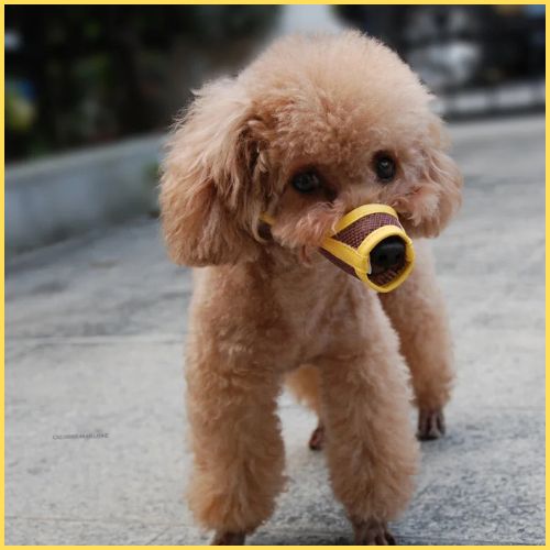 museliere-pour-chien_petite-taille-jaune