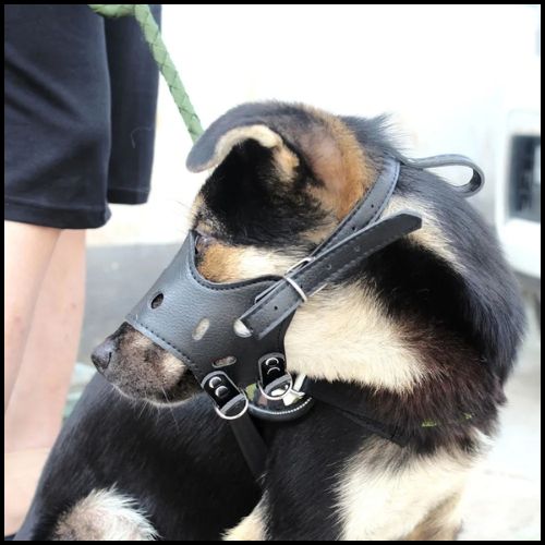 muselière-pour-chien_résistante-et-confortable-sangles
