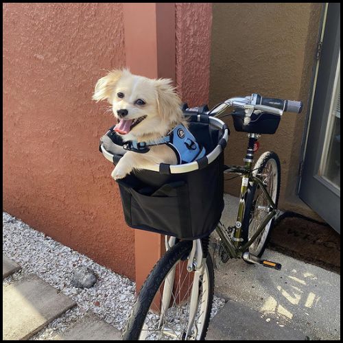 panier-velo-chien-petite-taille-avec-fixation-guidon-avant-noir