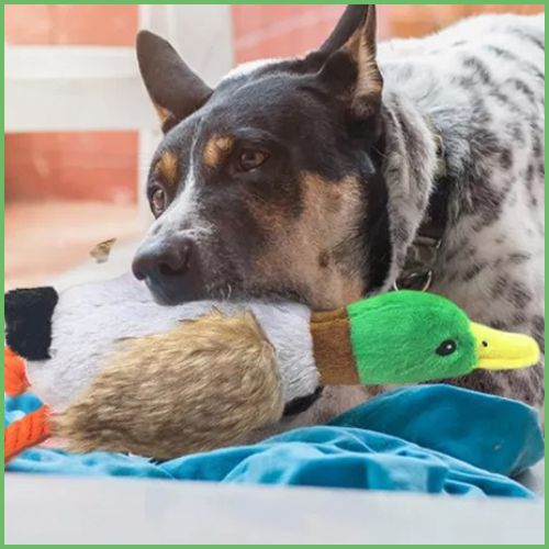 peluche-pour-chien_apaisante-en-forme-de-canard-bec